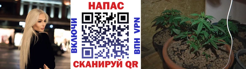 Бошки Шишки семена  закладки  Вичуга 
